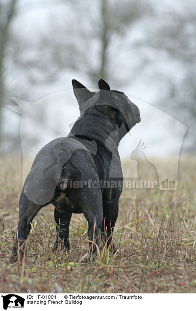 stehende Franzsische Bulldogge / standing French Bulldog / IF-01801