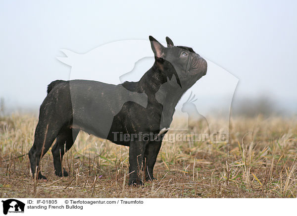 stehende Franzsische Bulldogge / standing French Bulldog / IF-01805