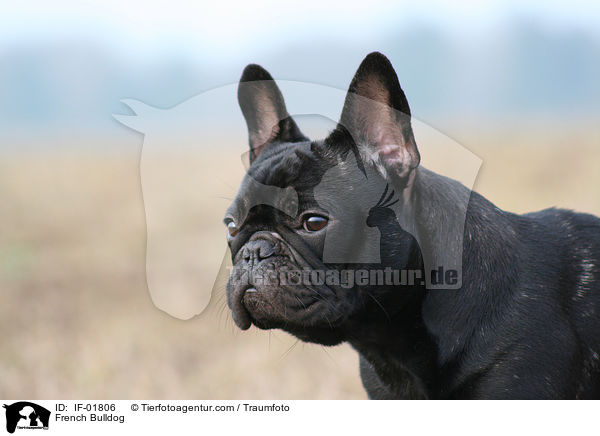 Franzsische Bulldogge / French Bulldog / IF-01806