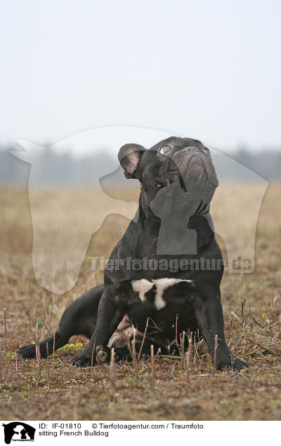 sitzende Franzsische Bulldogge / sitting French Bulldog / IF-01810