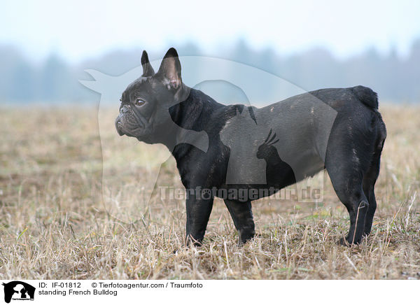 standing French Bulldog / IF-01812
