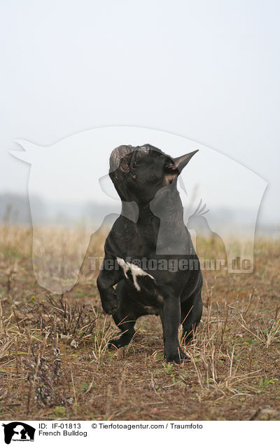 French Bulldog / IF-01813