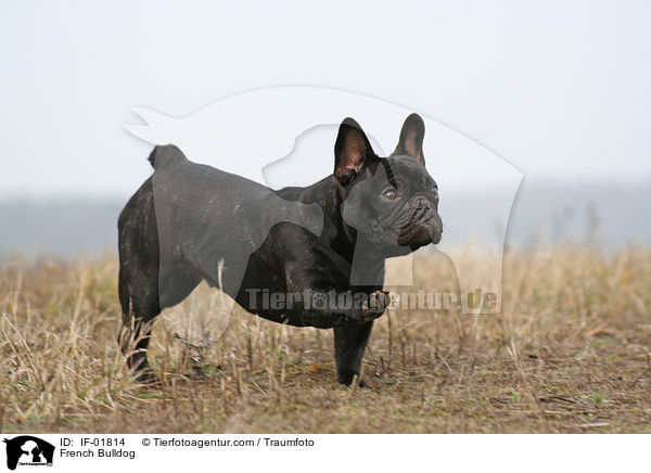 French Bulldog / IF-01814