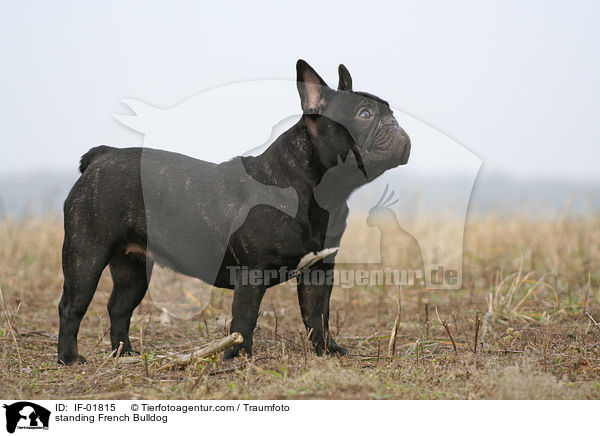 standing French Bulldog / IF-01815