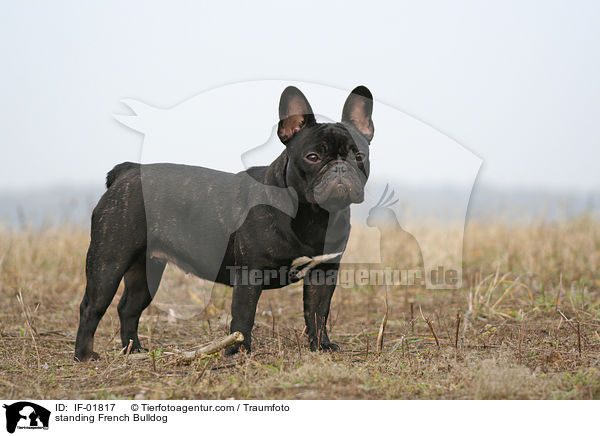 stehende Franzsische Bulldogge / standing French Bulldog / IF-01817
