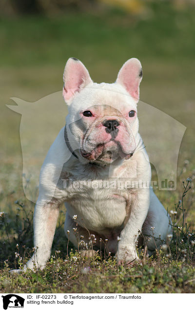 sitting french bulldog / IF-02273