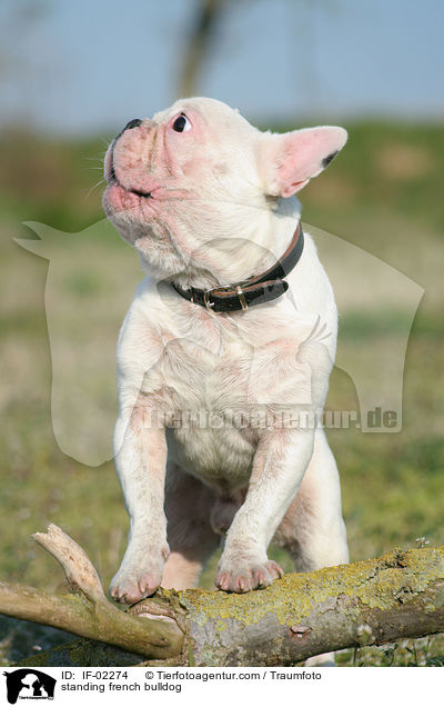 standing french bulldog / IF-02274