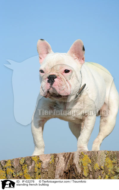 stehende Franzsische Bulldogge / standing french bulldog / IF-02276