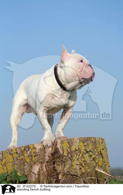 standing french bulldog / IF-02279