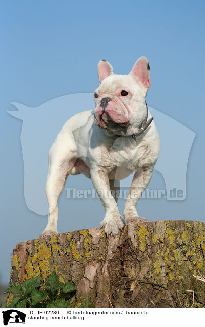 stehende Franzsische Bulldogge / standing french bulldog / IF-02280
