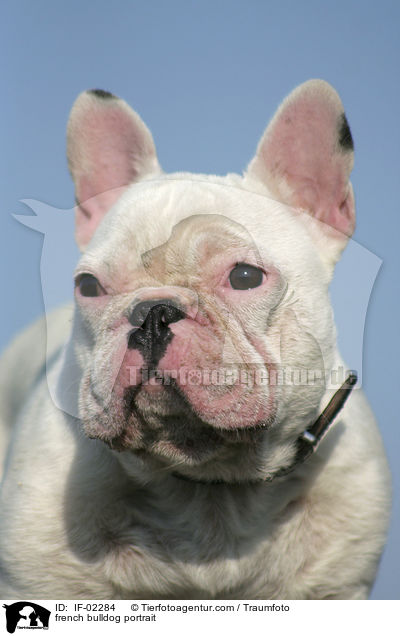 Franzsische Bulldogge Portrait / french bulldog portrait / IF-02284