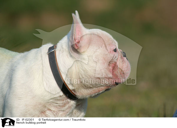 french bulldog portrait / IF-02301