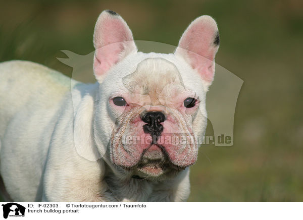 french bulldog portrait / IF-02303