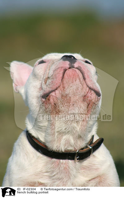 french bulldog portrait / IF-02304