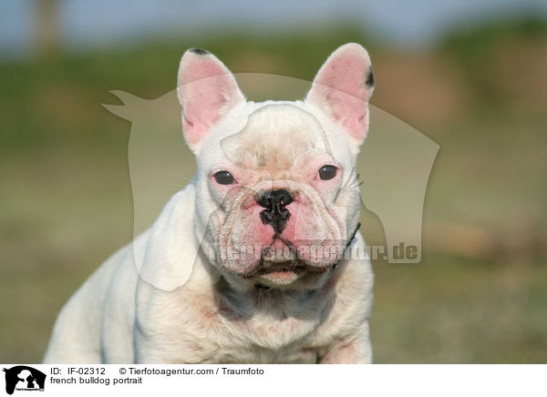 french bulldog portrait / IF-02312