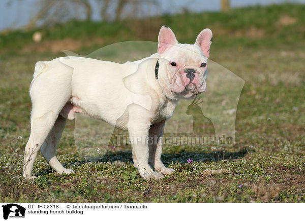 standing french bulldog / IF-02318