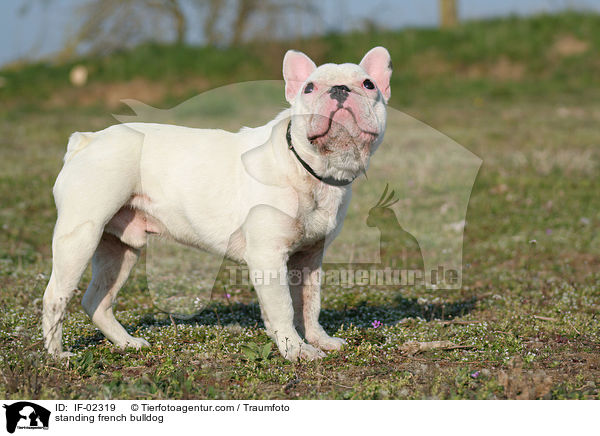 standing french bulldog / IF-02319
