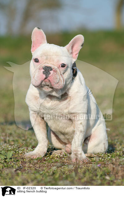 sitting french bulldog / IF-02320