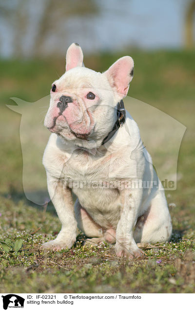 sitting french bulldog / IF-02321