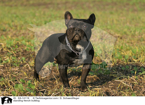 standing french bulldog / SS-14119