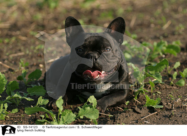 liegende Franzsische Bulldogge / lying french bulldog / SS-14123