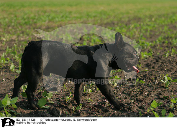 walking french bulldog / SS-14128