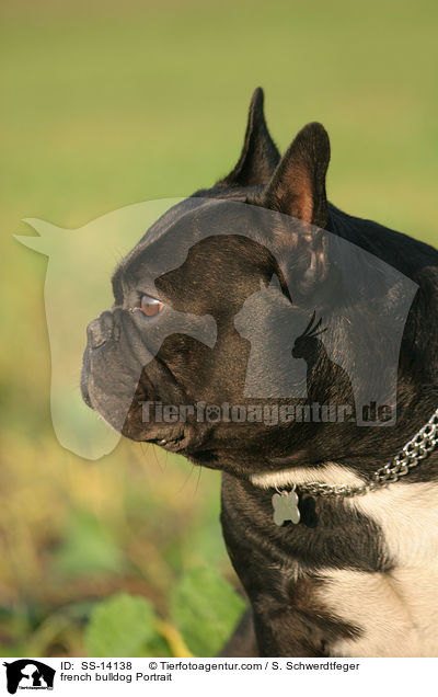 french bulldog Portrait / SS-14138