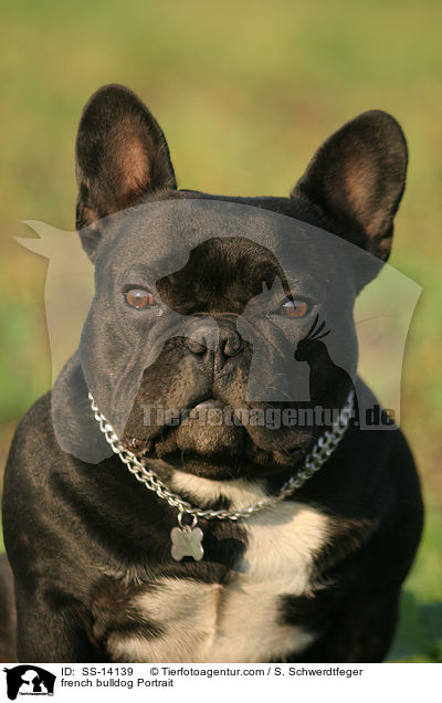 french bulldog Portrait / SS-14139