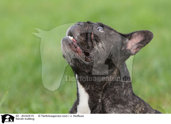 frensh bulldog / JH-02515