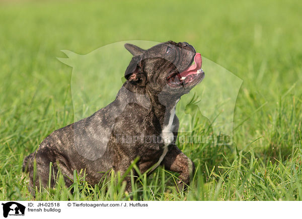 Franzsische Bulldogge / frensh bulldog / JH-02518