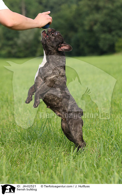 Franzsische Bulldogge / frensh bulldog / JH-02521