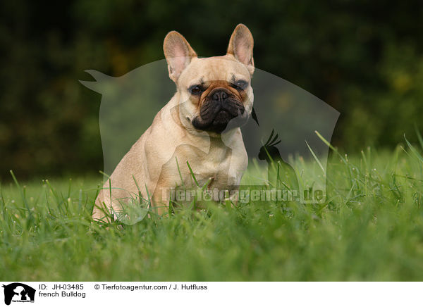 Franzsische Bulldogge / french Bulldog / JH-03485