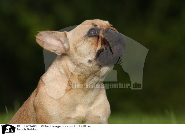 french Bulldog / JH-03490