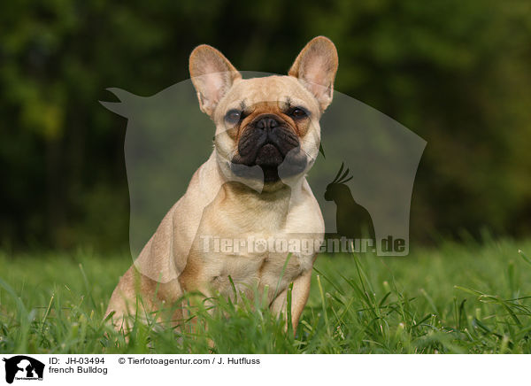 french Bulldog / JH-03494