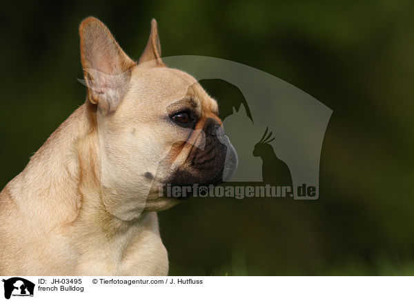 french Bulldog / JH-03495