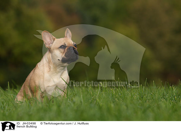 Franzsische Bulldogge / french Bulldog / JH-03498