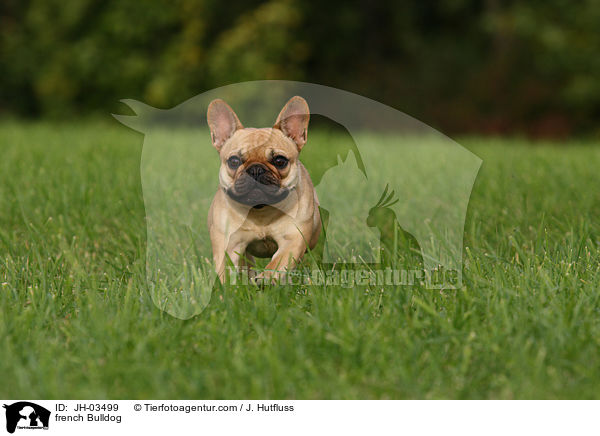Franzsische Bulldogge / french Bulldog / JH-03499