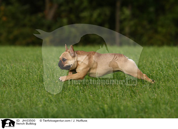french Bulldog / JH-03500