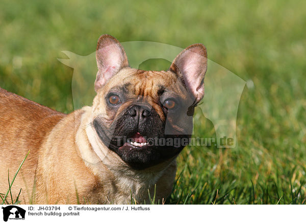 Franzsische Bulldogge Portrait / french bulldog portrait / JH-03794