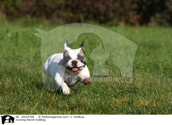 running french bulldog / JH-03798