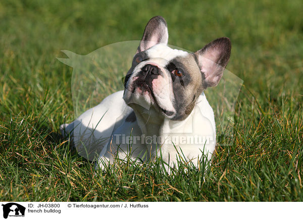 french bulldog / JH-03800