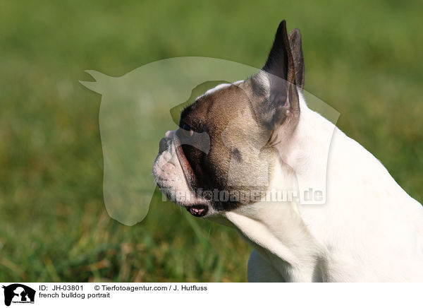 french bulldog portrait / JH-03801