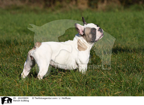 Franzsische Bulldogge / french bulldog / JH-03804