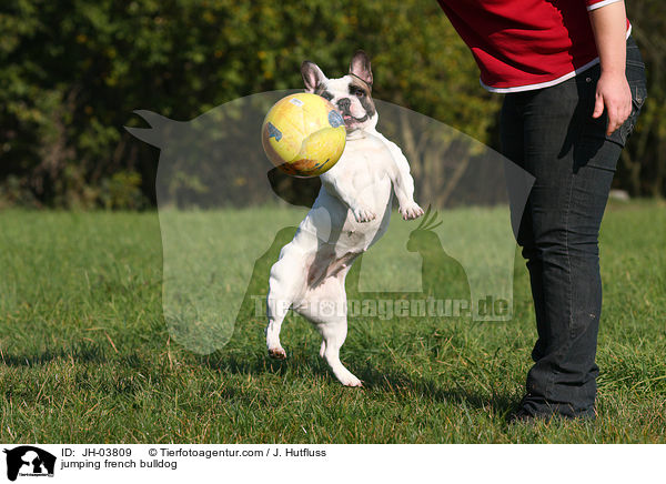springende Franzsische Bulldogge / jumping french bulldog / JH-03809