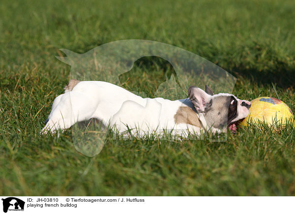 playing french bulldog / JH-03810