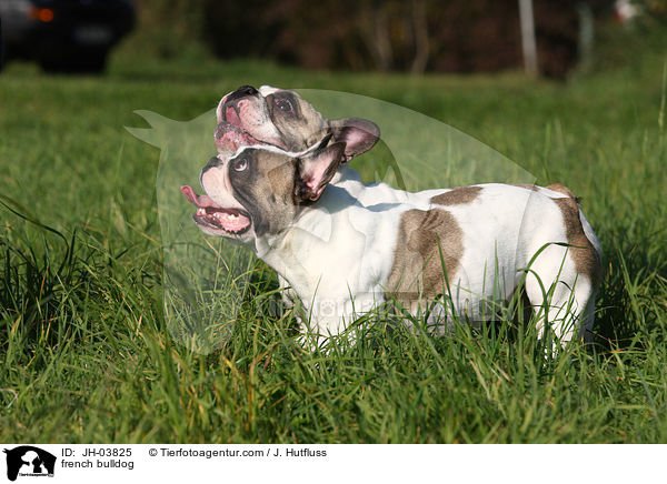 french bulldog / JH-03825