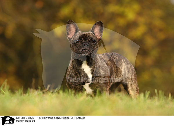french bulldog / JH-03832