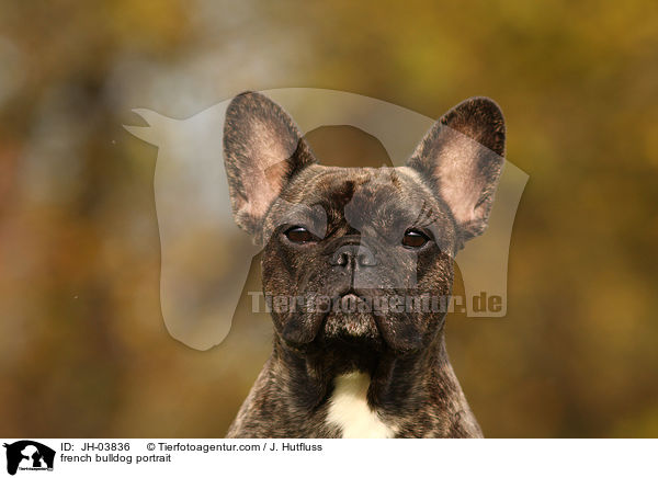 french bulldog portrait / JH-03836