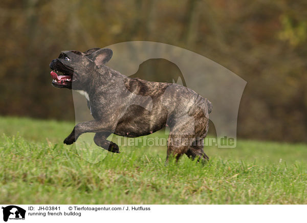 running french bulldog / JH-03841