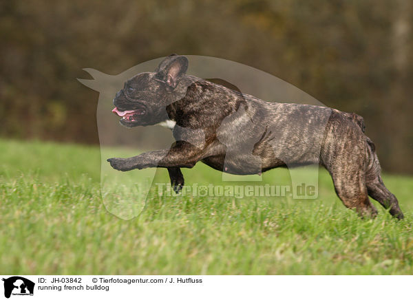 running french bulldog / JH-03842